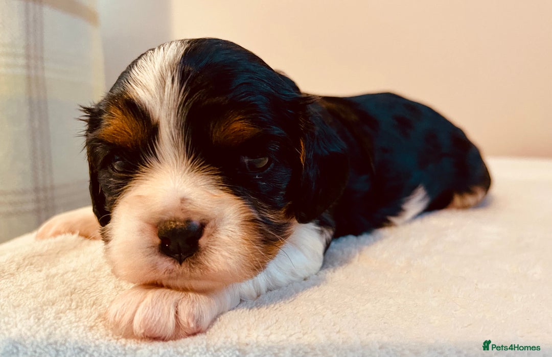 Cavalier King Charles Spaniel dogs for sale: Stunning KC Cavalier King Charles Spaniel Puppies. - Image 17