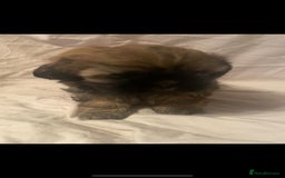 Shih Tzu dogs for sale: Stunning shih tzu puppies - Image 2