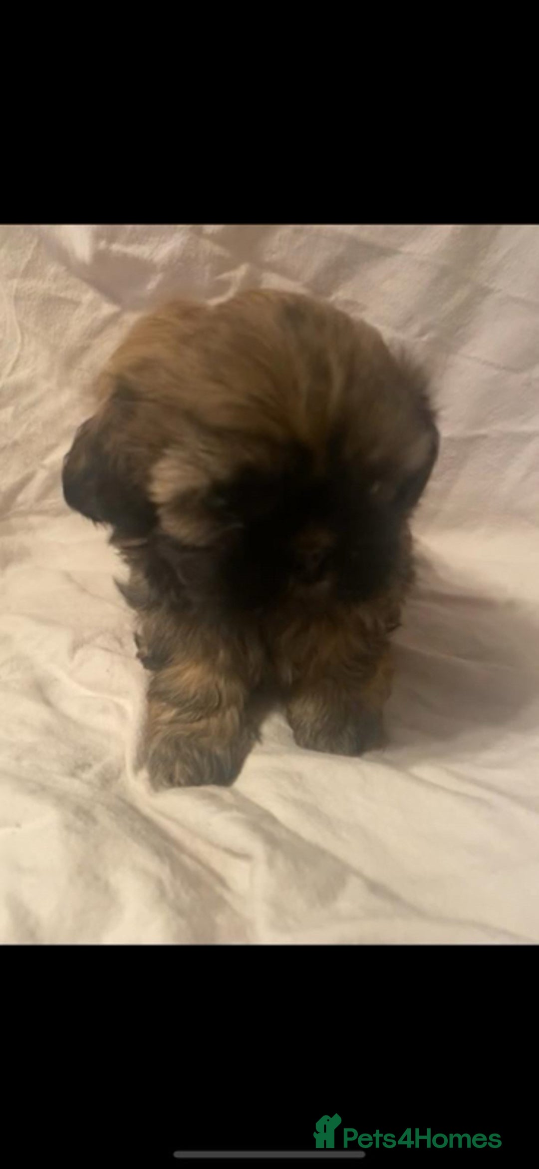 Shih Tzu dogs for sale: Stunning shih tzu puppies - Image 2