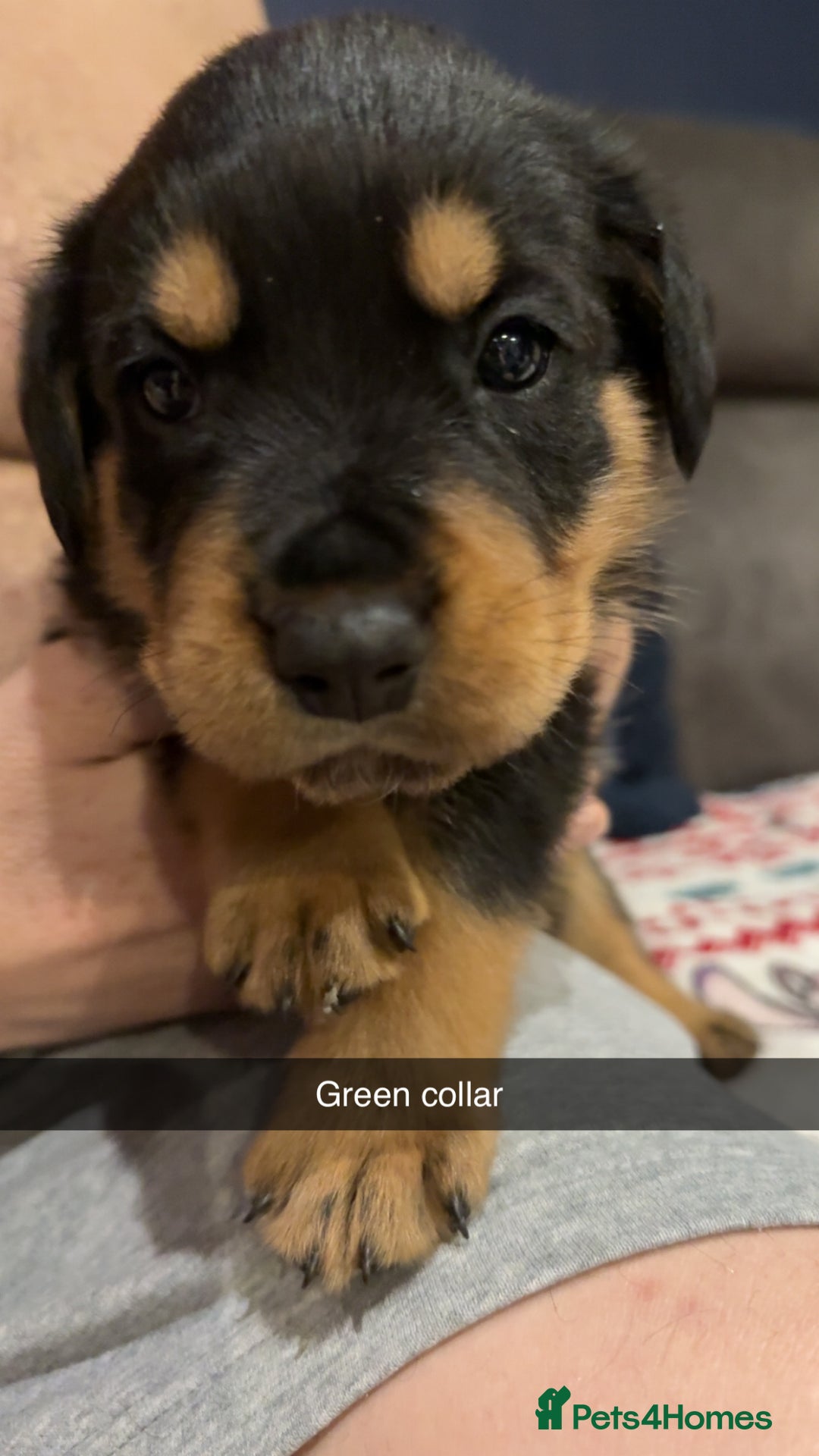 Rottweiler dogs for sale: Gorgeous Rottweiler puppies - Advert 12