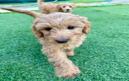 Labradoodle dogs for sale:  Adorable 🥰 Miniature Labradoodle Puppies F2B  - Image 12