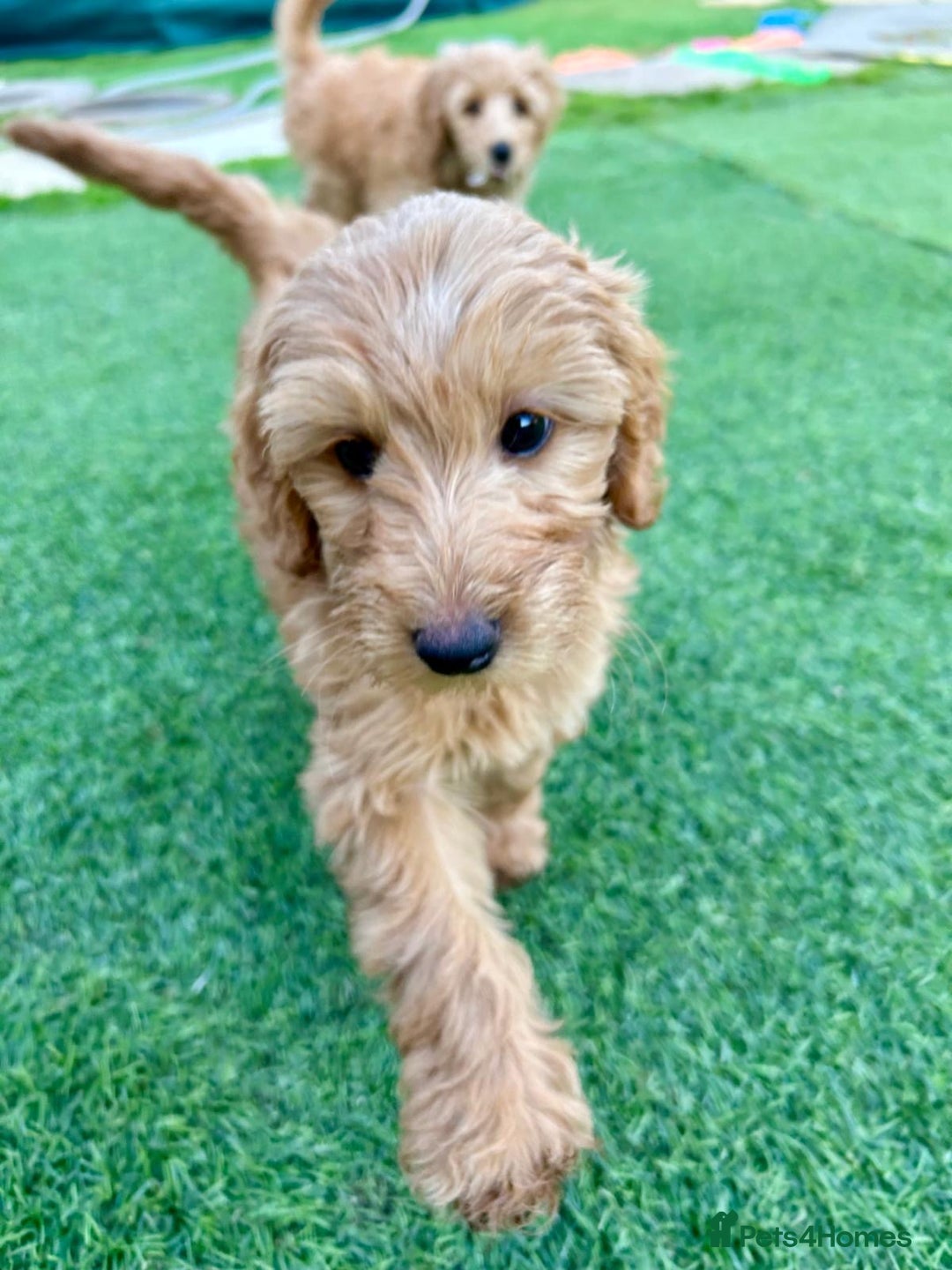 Labradoodle dogs for sale:  Adorable 🥰 Miniature Labradoodle Puppies F2B  - Image 12
