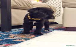 Mixed Breed dogs for sale: Dalmatian shepherd  - Image 3