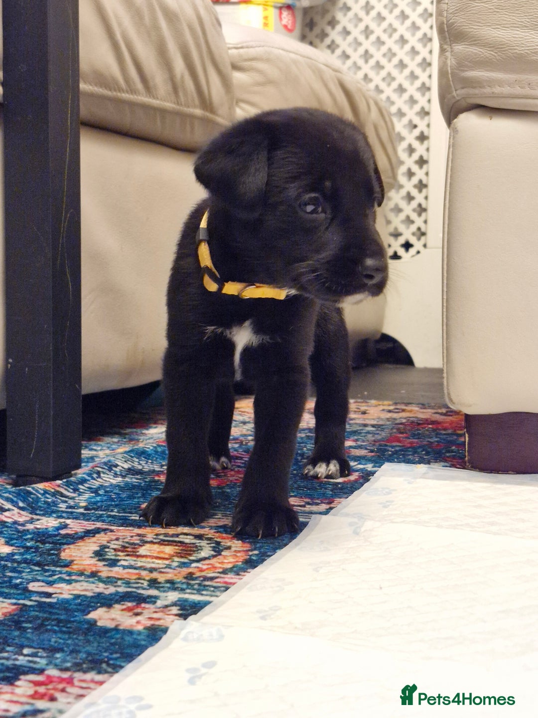 Mixed Breed dogs for sale: Dalmatian shepherd  - Image 3