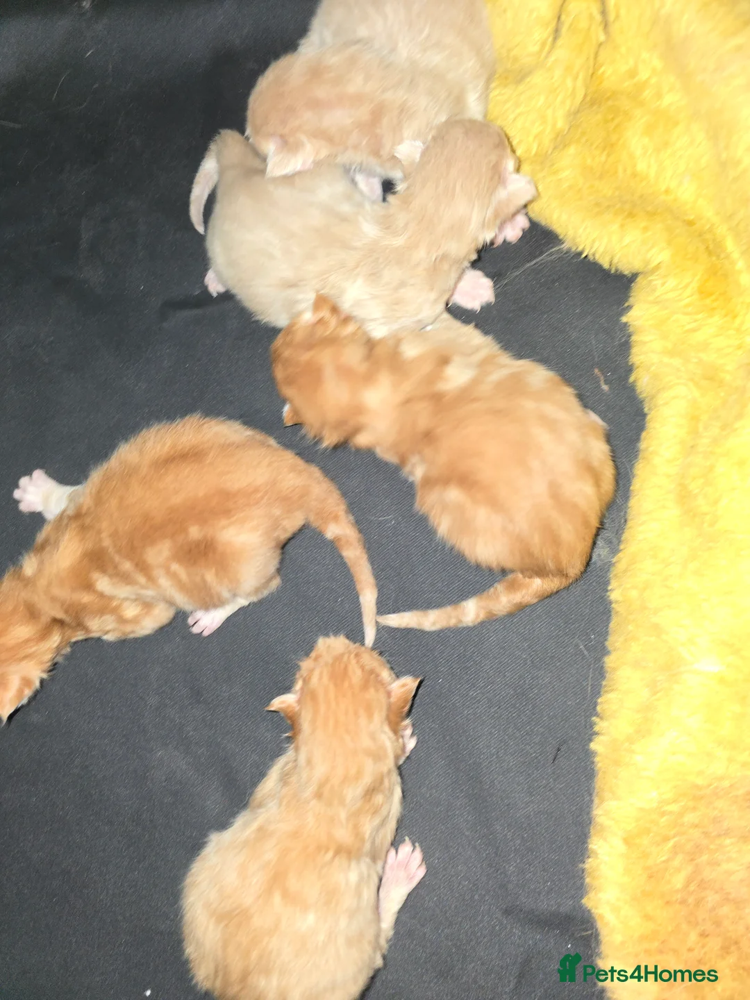 Maine Coon cats for stud: Maine Coon Large Red Tabby over 10kg in Hull - Advert 20