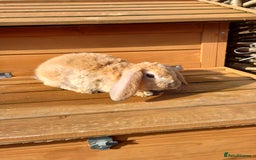 Mini Lop rabbits for sale: Mini plush lops - Image 13