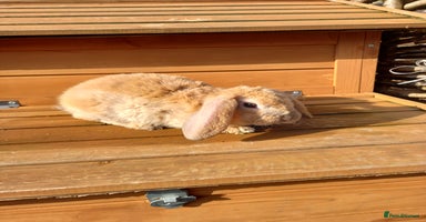 Mini Lop rabbits - Advert 1