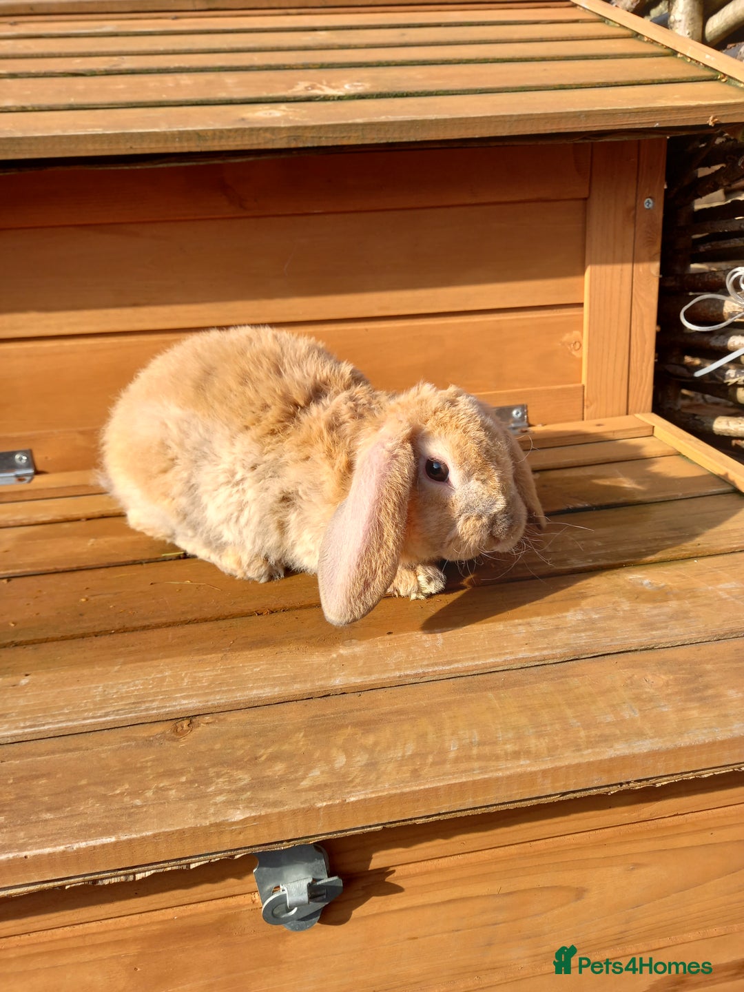 Mini Lop rabbits for sale: Mini plush lops - Image 13