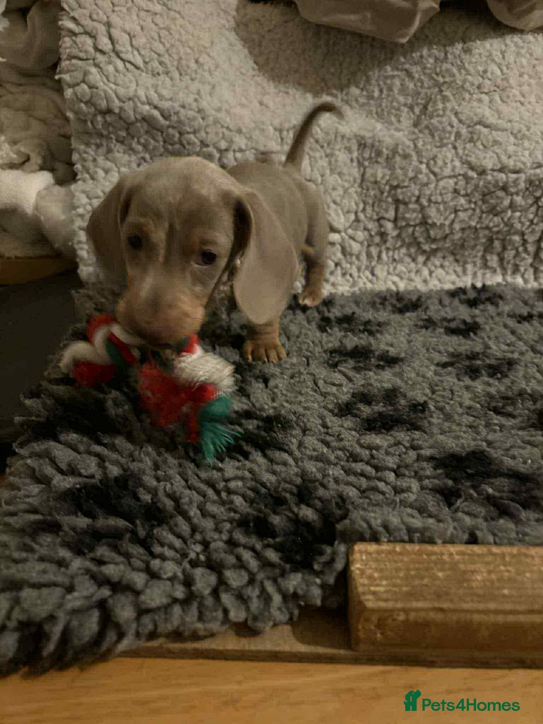 Miniature Dachshund dogs for sale: 6 adorable miniature dachshund  - Advert 7