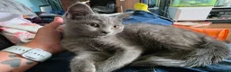 Mixed Breed cats for sale: Last 3/4 persian kittens ready now - Advert 4