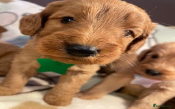 Labradoodle dogs for sale: Labradoodle Fox Red ❤️💞❤️Health check - Image 27