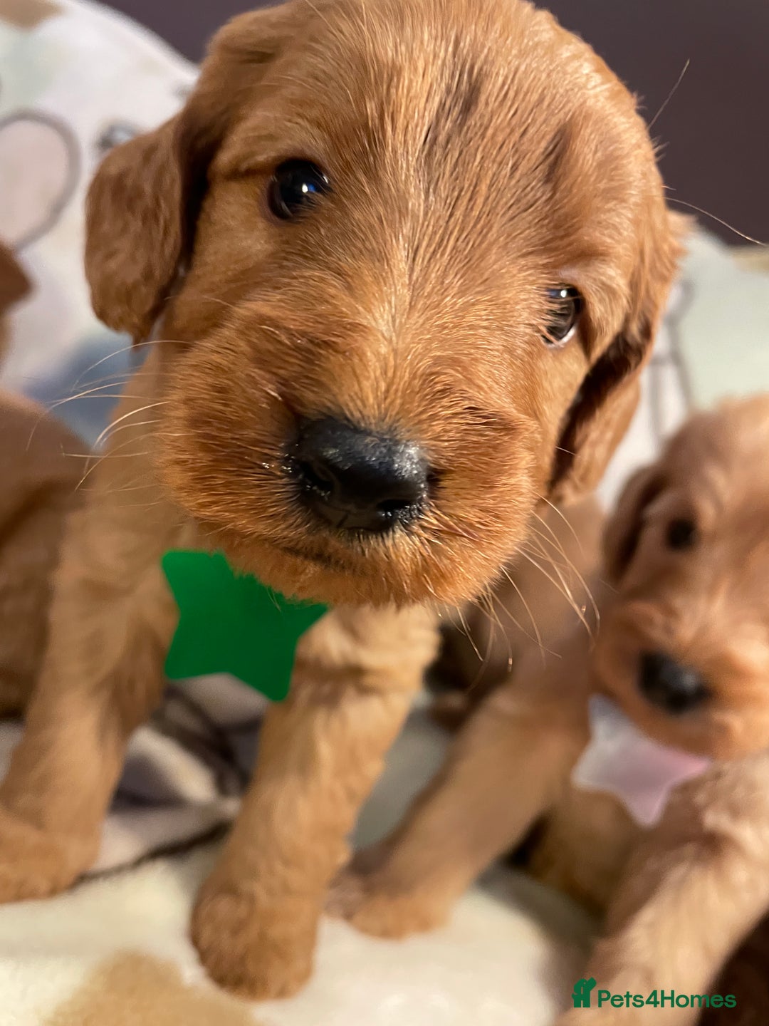 Labradoodle dogs for sale: Labradoodle Fox Red ❤️💞❤️Health check - Image 27