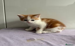 Mixed Breed cats for sale: 4 gorgeous ginger and grey kittens - Image 3