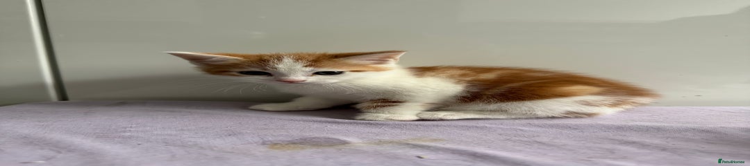  Kitten 2