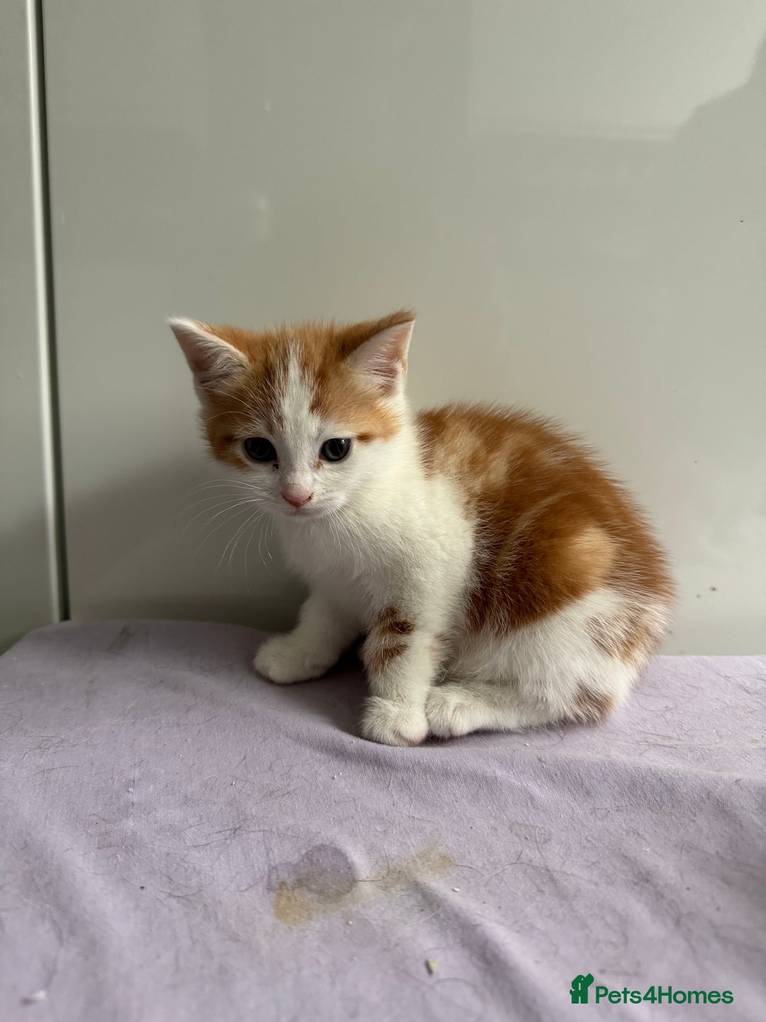 Mixed Breed cats for sale: 4 gorgeous ginger and grey kittens - Image 3