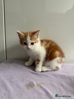 Mixed Breed cats - Advert 4