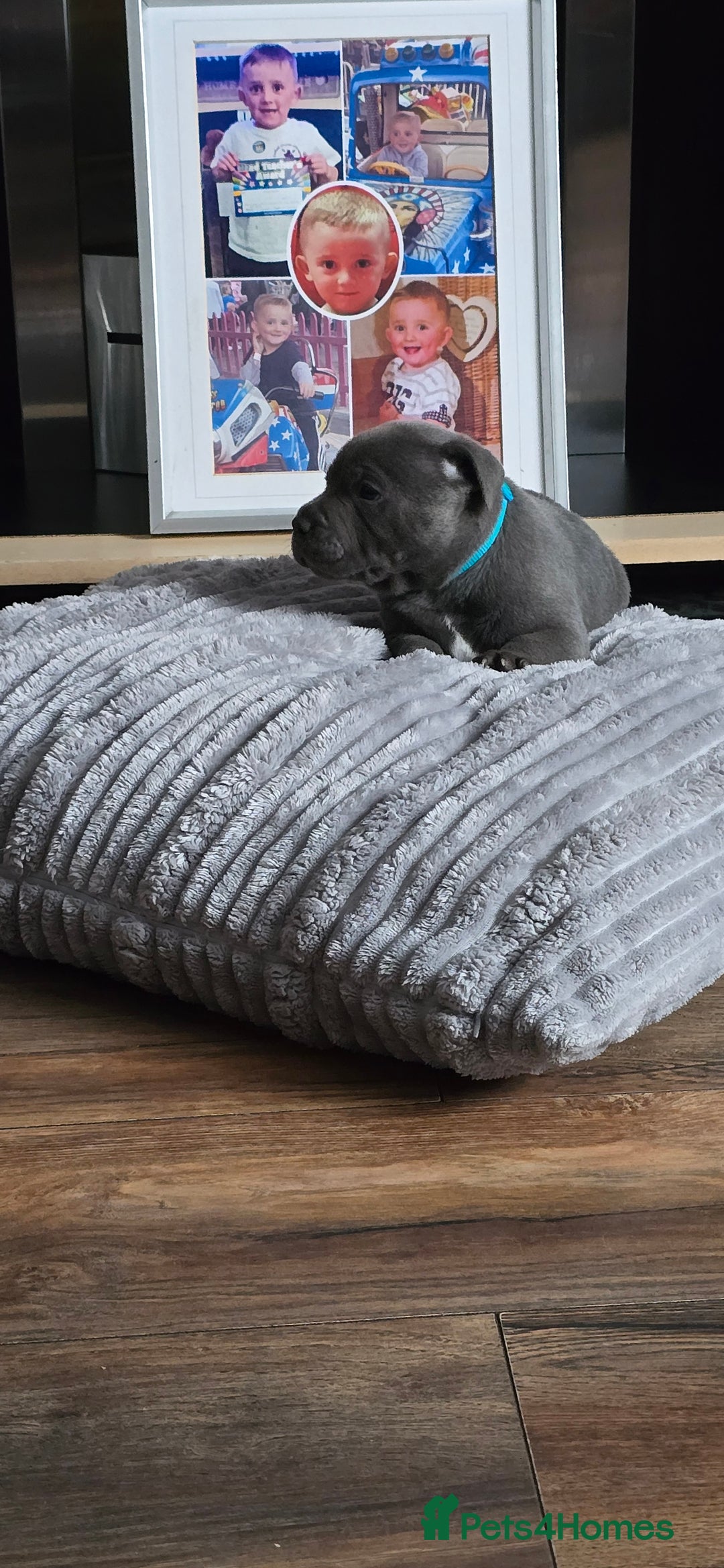 Staffordshire Bull Terrier dogs for sale: 4 beutiful blue staffies dad and mum kc  - Advert 22