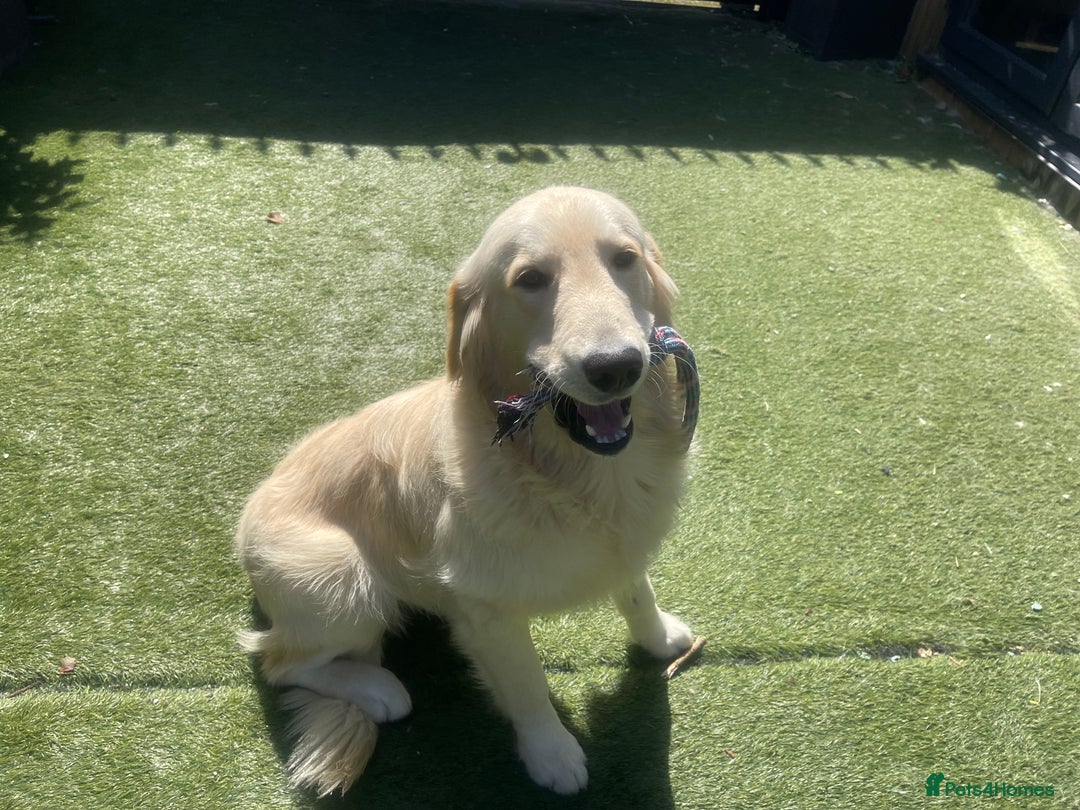 Golden Retriever dogs for sale: 1 year old male golden retriever  - Advert 4