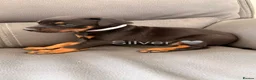 Dobermann dogs for sale: Beautiful Doberman Puppies for sale  in Spalding - Advert 14