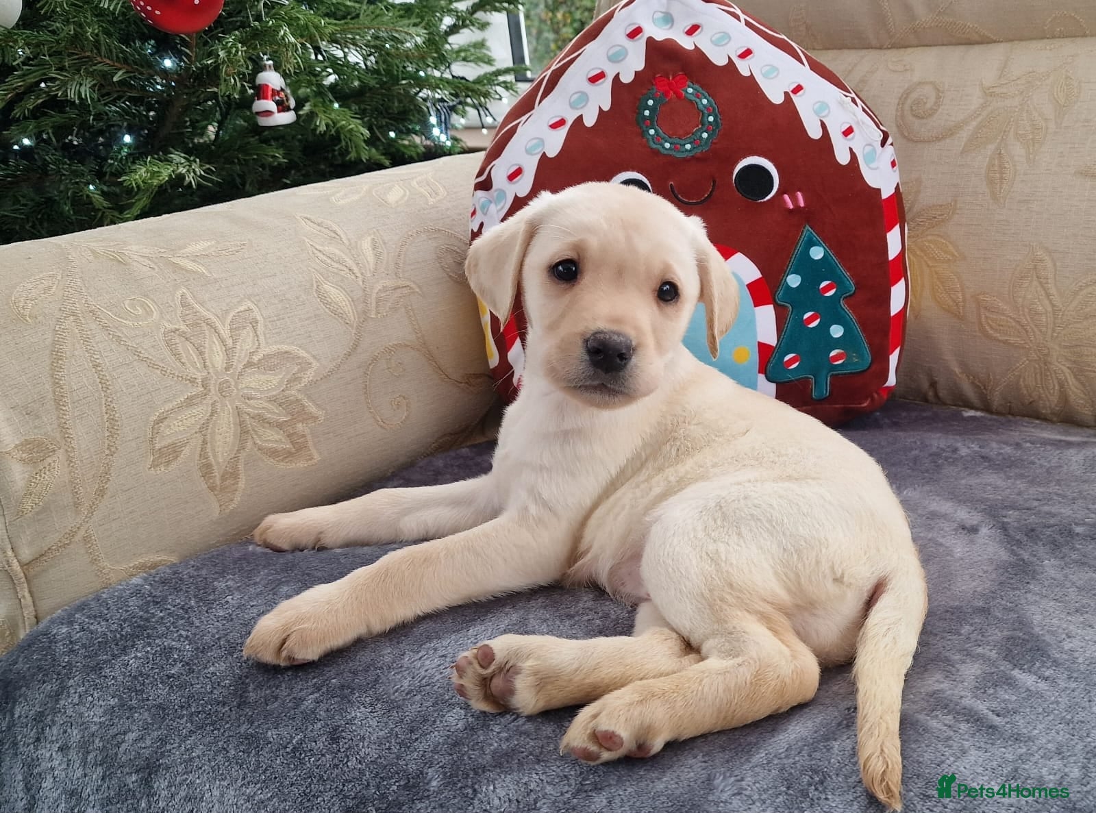 Labrador Retriever dogs READY NOW- Golden/White Labrador Puppies - Advert 6