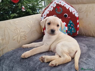 Labrador Retriever dogs READY NOW- Golden/White Labrador Puppies - Advert 6
