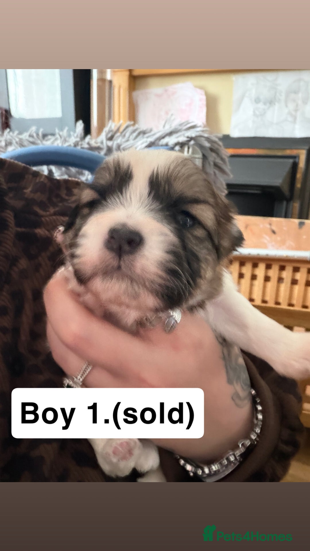 Shihpoo dogs for sale: Shitzu cross poodle puppies - Advert 7