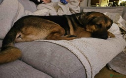 Mixed Breed dogs for adoption: Jim the gentle giant  - Advert 9