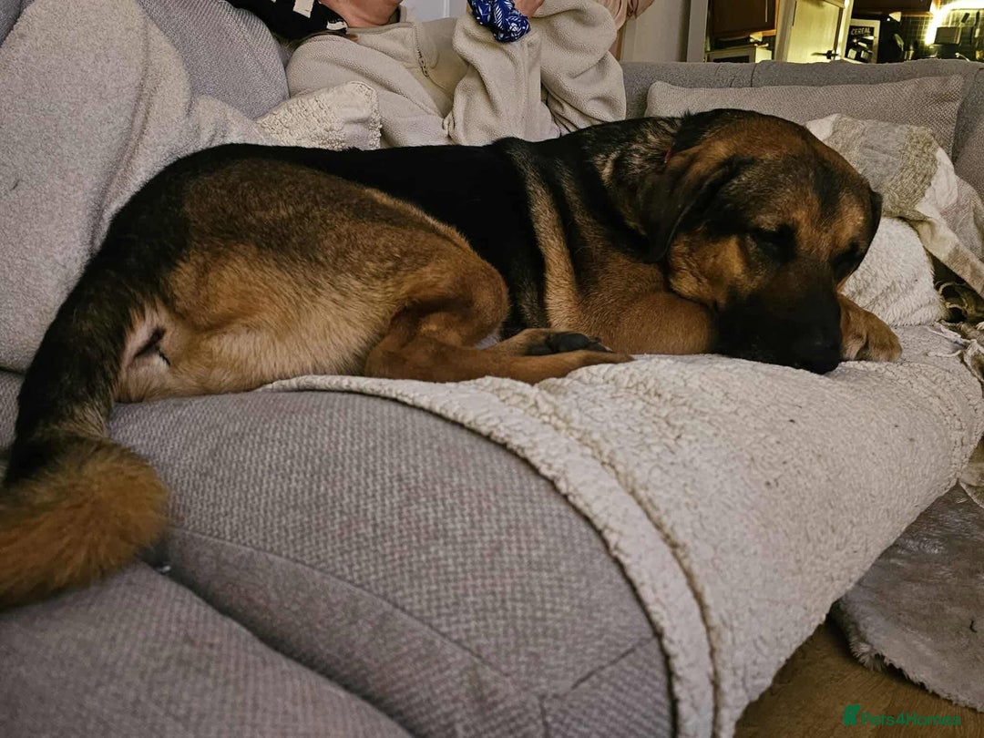 Mixed Breed dogs for adoption: Jim the gentle giant  - Advert 9