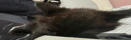 British Longhair cats for sale: Female black kitten - Advert 7