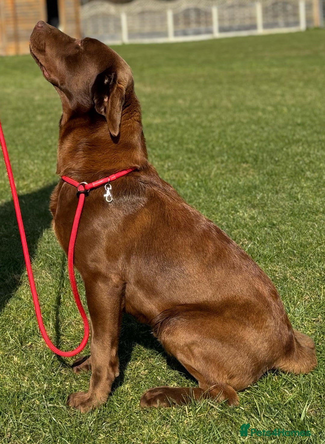 Labrador Retriever dogs for sale: Kc Registered Labradors for sale - Image 8