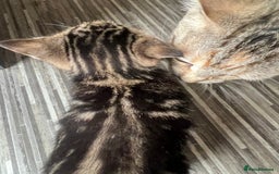 British Shorthair cats for sale: Bengal/Russian Blue/British short hair  - Image 5