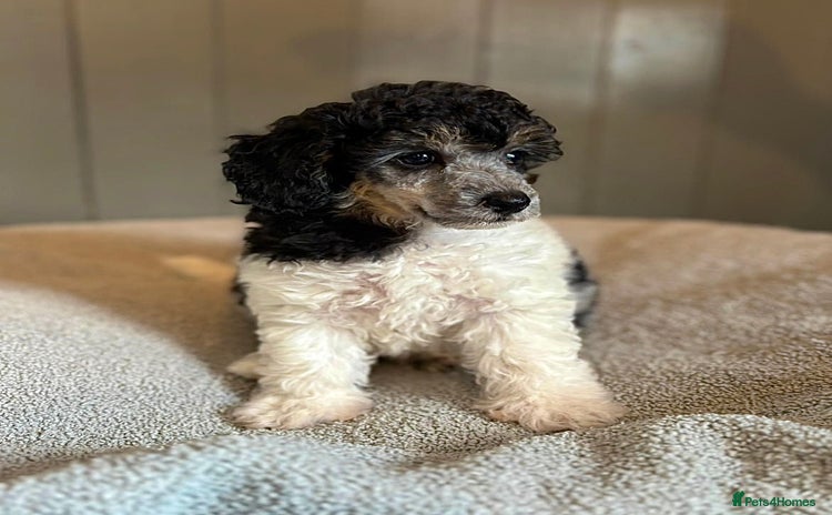 Toy Poodle dogs - Advert 1