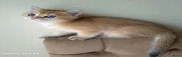 British Longhair cats for sale: British Longhair/Shorthair black golden shaded  - Advert 28
