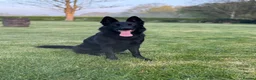 German Shepherd dogs for sale: 🐾 German Shepherd Puppies – Due Late May 2026 - Advert 7