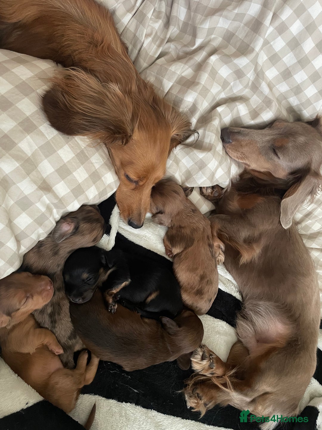 Miniature Dachshund dogs for sale: Long haired dachshund puppies   - Image 13