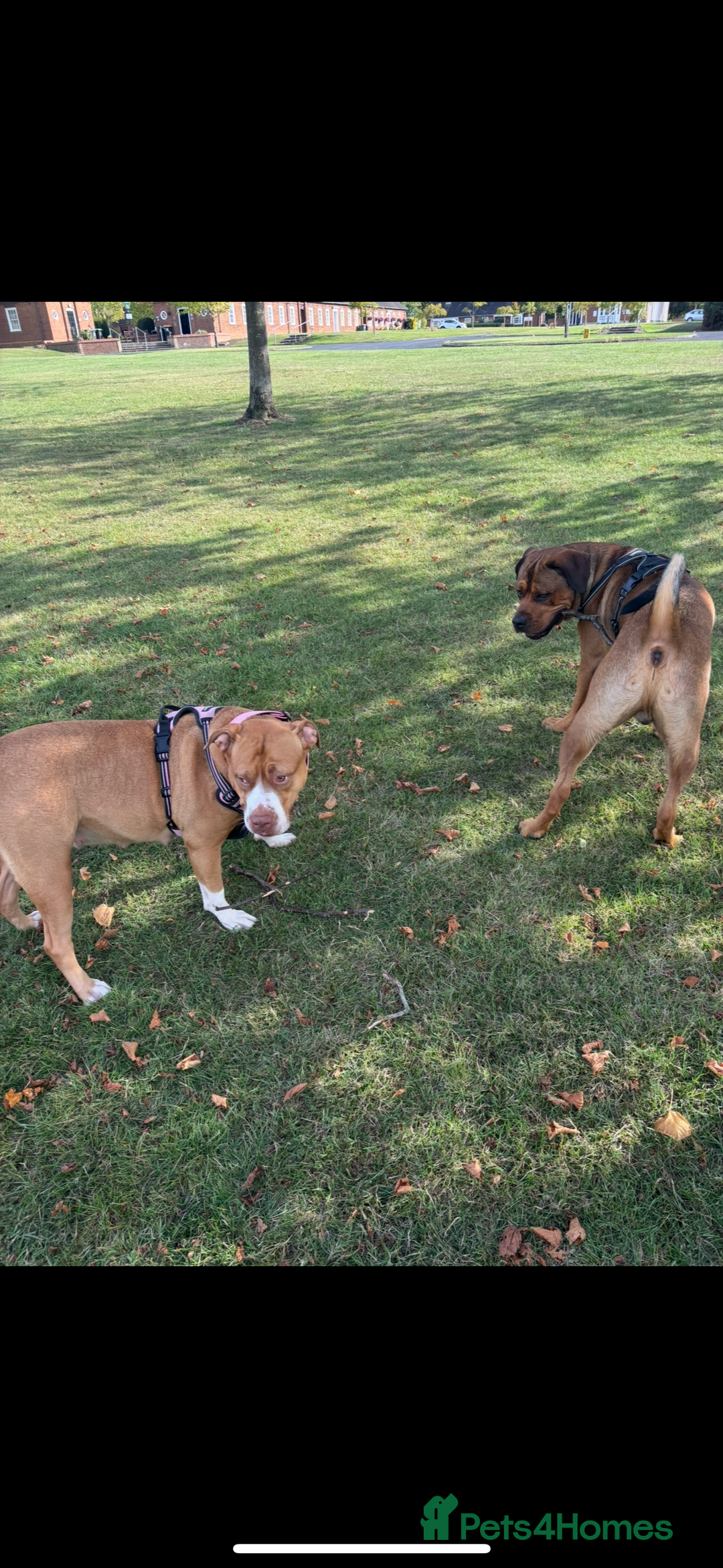 Mixed Breed dogs for sale: mastiffxrottweiler available now last 3 girls left - Advert 5