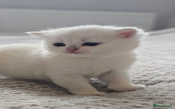 British Shorthair cats for sale: British Shorthair - Advert 7