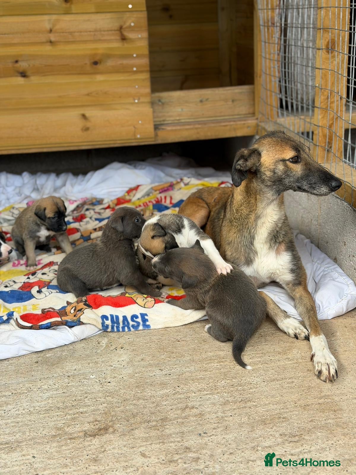 Lurcher dogs for sale: Lurcher puppies in Ludlow - Advert 7