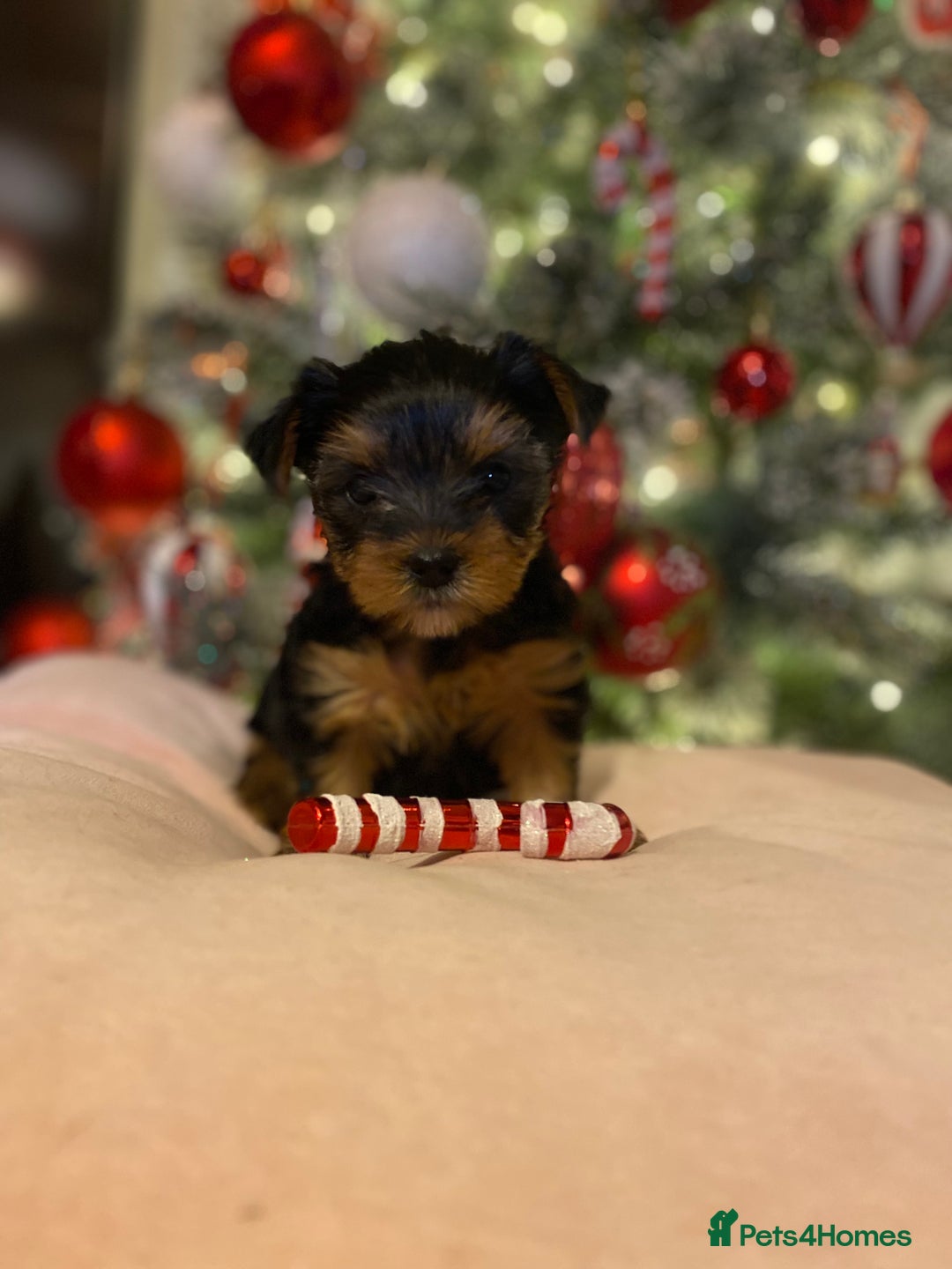 Yorkshire Terrier dogs for sale: Beautiful 2 Girls Yorkshire Terrier Pedigree  - Advert 19