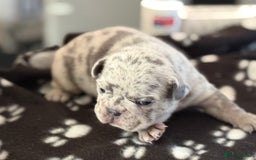 French Bulldog dogs for sale: Adorable French Bulldog Puppies for Sale 🐾 - Image 9