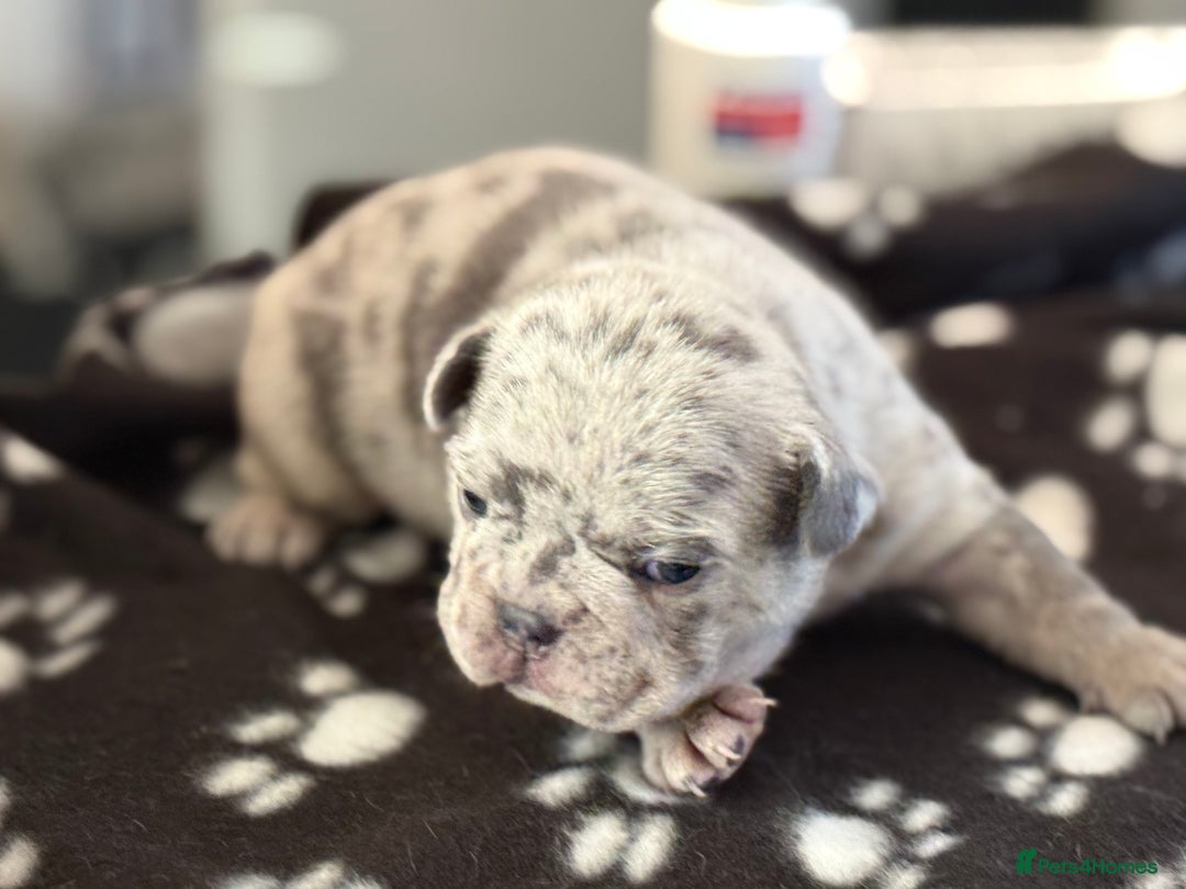 French Bulldog dogs for sale: Adorable French Bulldog Puppies for Sale 🐾 - Image 9