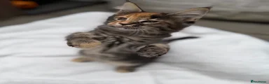 Maine Coon 3