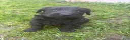 Giant Schnauzer dogs for sale: Ready now! KC Giant Schnauzer Girl Puppy - Advert 4