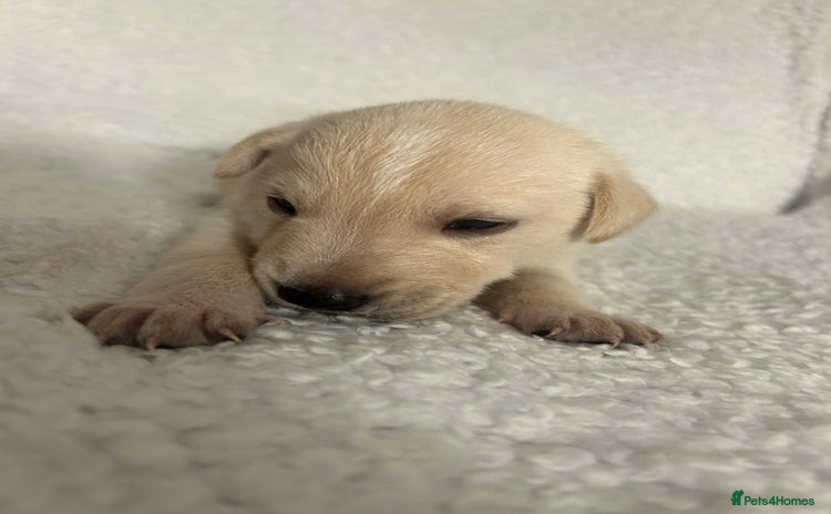 Lurcher dogs - Advert 3