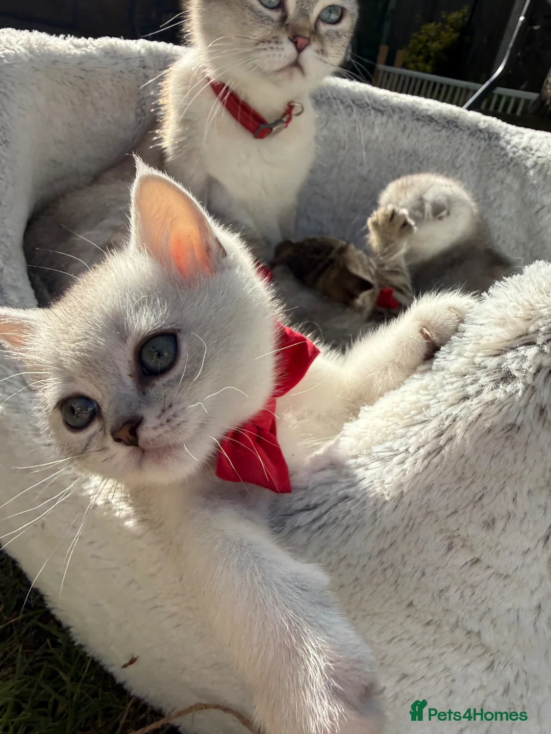Scottish Fold cats for sale: Scottish straight  - Advert 2