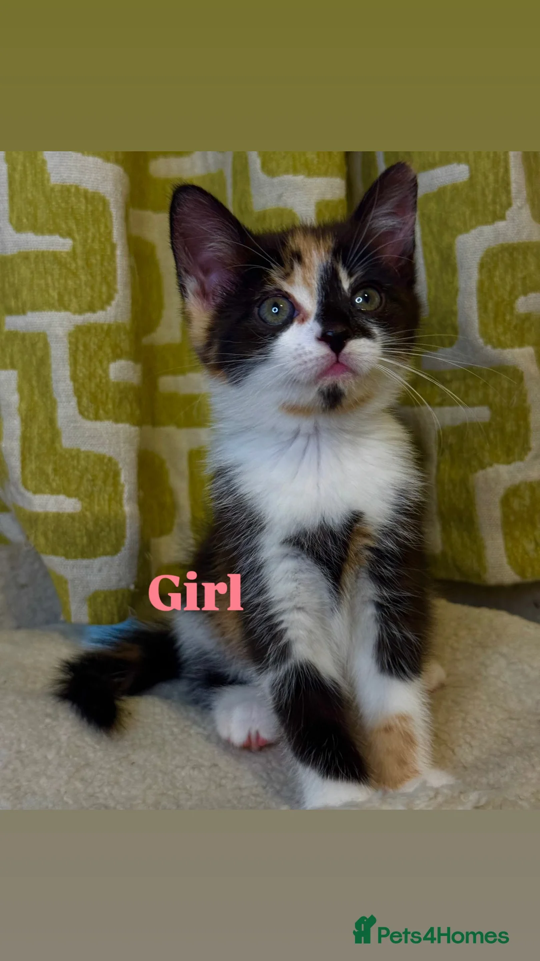 Mixed Breed cats for sale: 🐾 Beautiful Kittens Looking for Loving Homes 🐾 - Advert 1