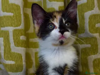 Mixed Breed cats 🐾 Beautiful Kittens Looking for Loving Homes 🐾 - Advert 3