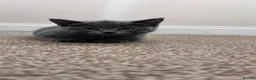 British Shorthair cats for sale: British short hair kittens - Advert 6