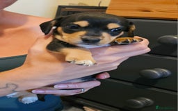Miniature Dachshund dogs for sale: Daxie medium coat puppies dapples and black & tan  - Image 20