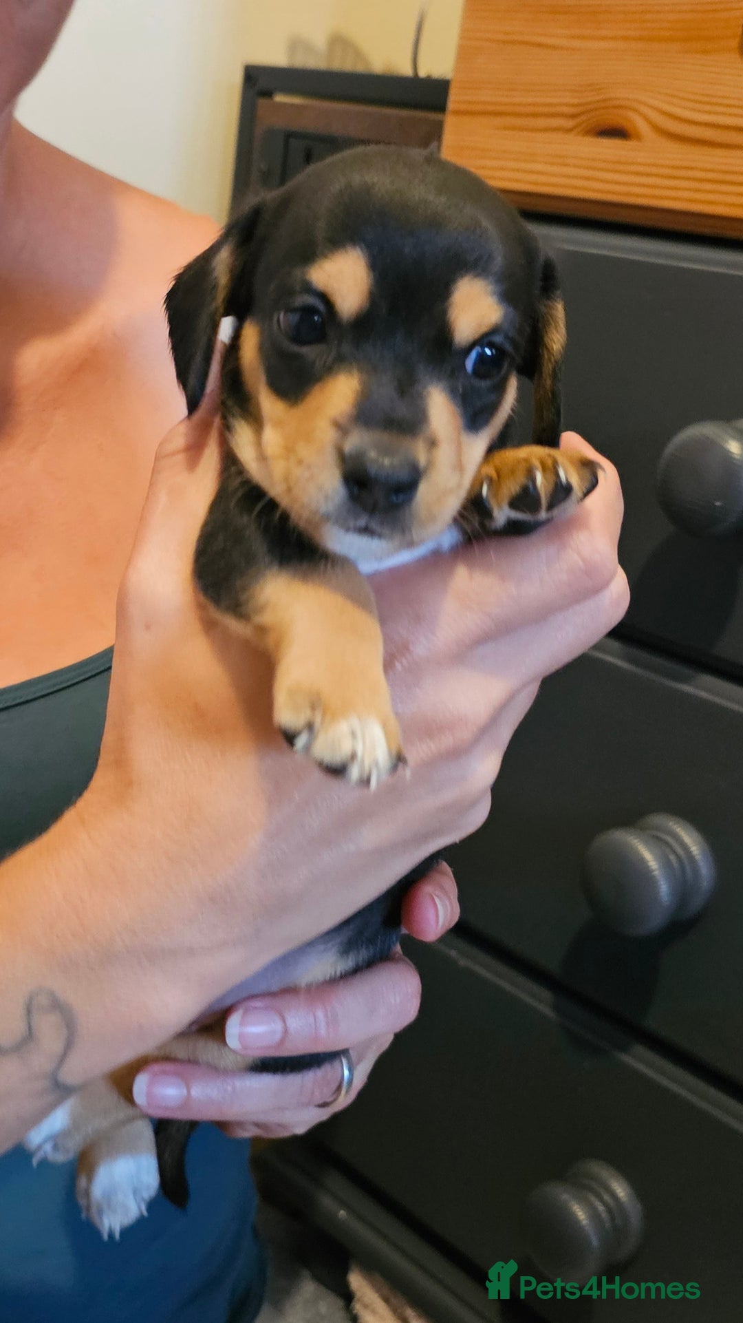 Miniature Dachshund dogs for sale: Daxie medium coat puppies dapples and black & tan  - Image 20